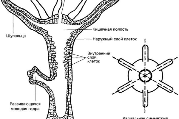 Kraken как найти ссылку