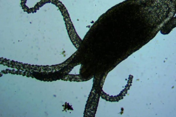 Kraken darknet зеркала кракен обход