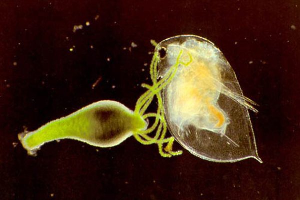 Кракен вход рабочий